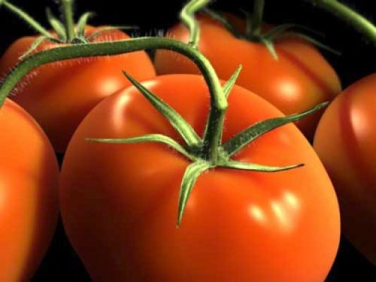 Călburean se laudă cu prima producţie de roşii româneşti din 2013